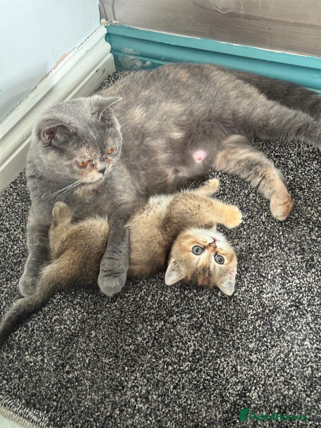 British Shorthair cats for sale: BSH champion lines - Image 13
