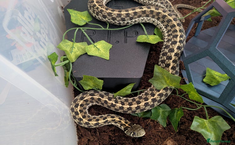 Garter Snake reptiles - Advert 17