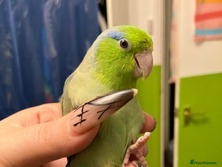 Parrots birds 3 Parrotlets for sale Yellow, Blue & Green - Advert 5