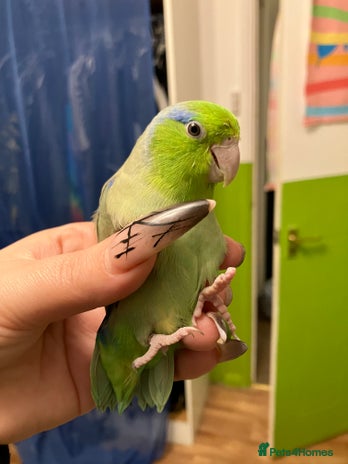 Parrots birds 3 Parrotlets for sale Yellow, Blue & Green - Advert 6