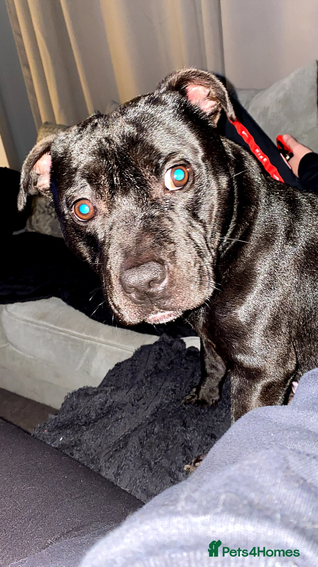 Staffordshire Bull Terrier dogs for sale: 2 year old male Staffordshire bull terrior - Advert 2