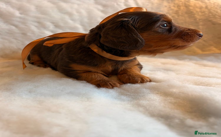 Miniature Dachshund dogs - Advert 5