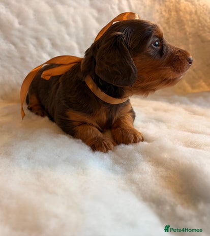 Miniature Dachshund dogs - Advert 6