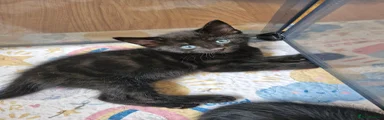 Domestic Shorthair 1