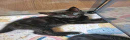 Domestic Shorthair cats for sale: kittens Bourton-on-the-water - Advert 9