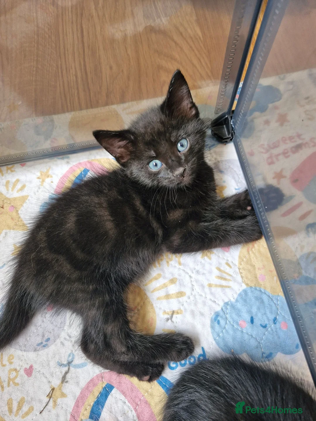 Domestic Shorthair cats for sale: kittens Bourton-on-the-water - Advert 9