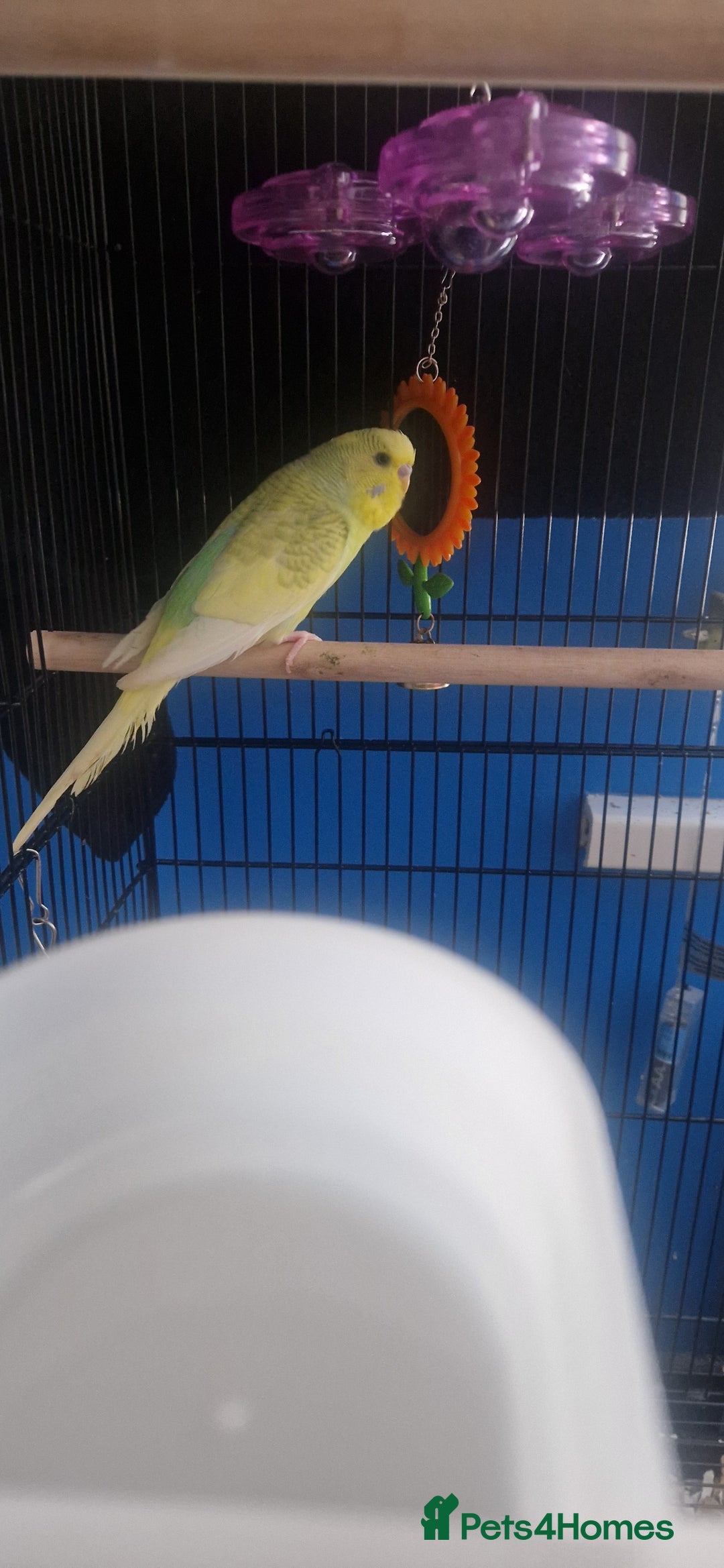 Budgerigars birds for sale: Budgies, cage and toys - Image 2