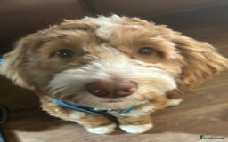 Cockapoo dogs for sale: F1 Cockapoo puppies  - Image 24
