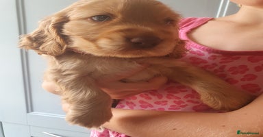 Cocker Spaniel dogs - Advert 5