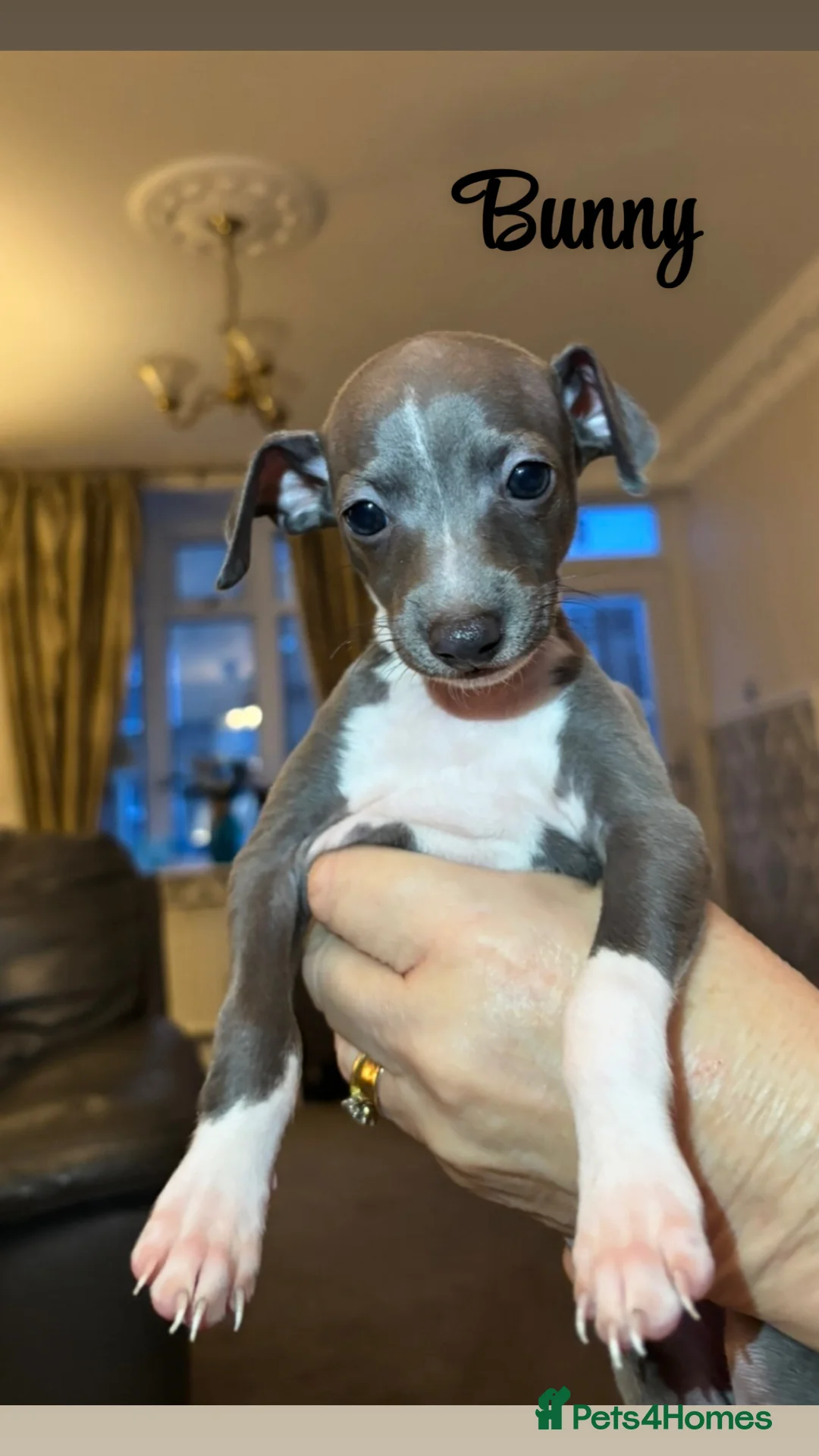 Italian Greyhound dogs for sale: 3 Stunning Italian greyhound puppies🐾💙💕  - Advert 3
