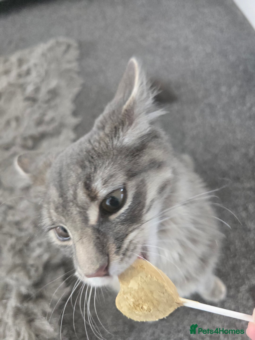 Mixed Breed cats for sale: Darcy looking for her forever home  - Image 9