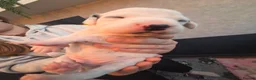 Dalmatian dogs for sale: Stunning Pure Dalmation Puppies  - Advert 16