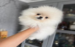 Pomeranian dogs for sale: Absolutely stunning optic white boys - Image 2