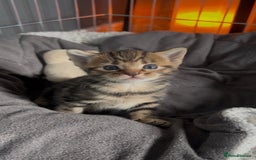 Mixed Breed cats for sale: 🥰 Beautiful kittens 🥰 - Image 7