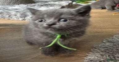 British Shorthair cats - Advert 12