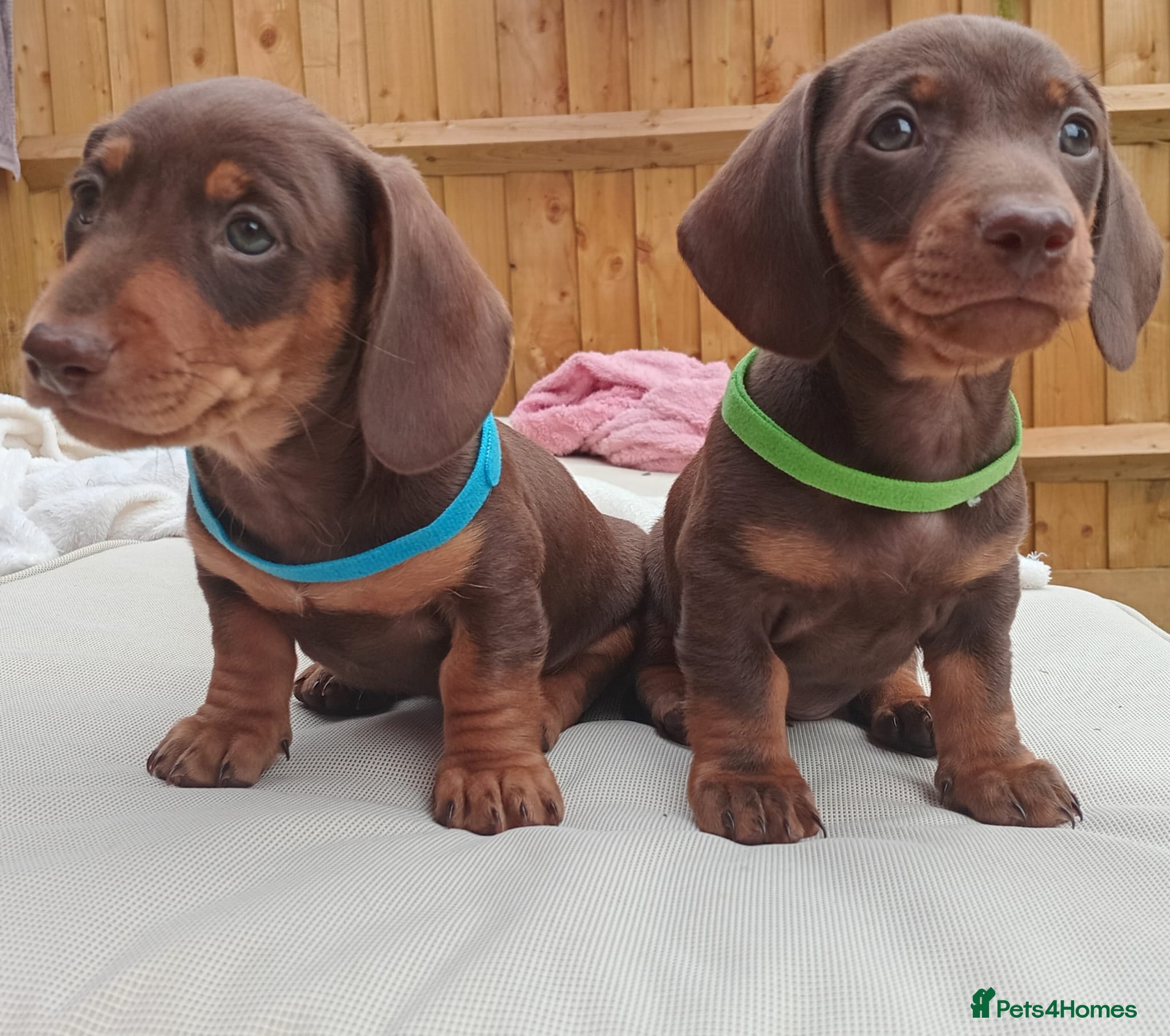 Dachshund dogs 2 Stunning Chunky Dachsund Male Puppies  - Advert 1