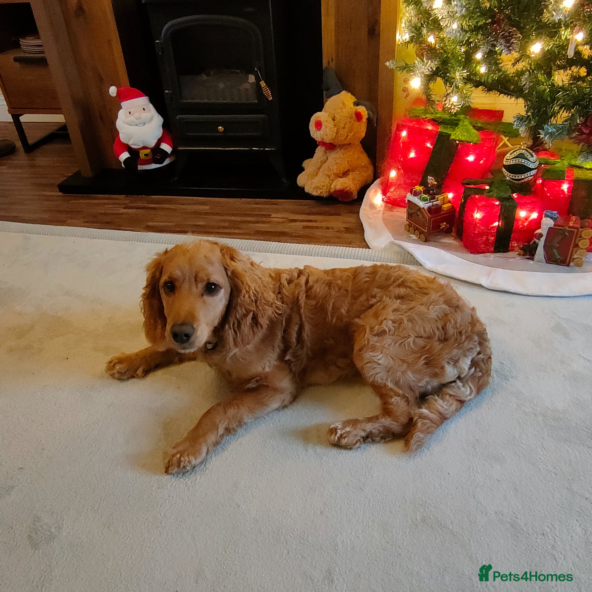Cockapoo dogs for stud: Cockapoo for stud  in Yeovil - Advert 2