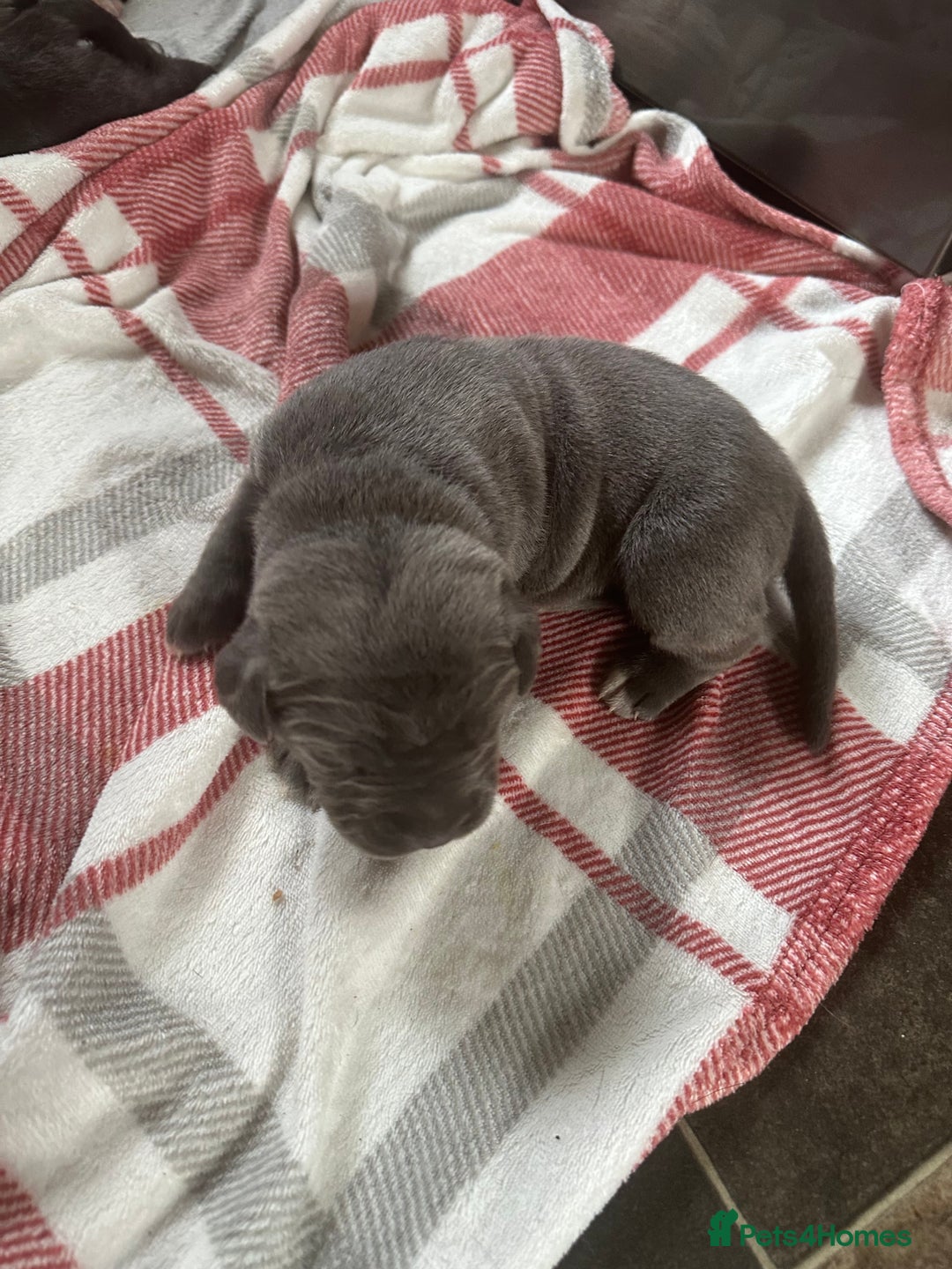 Cane Corso dogs for sale: Proudly presenting - Image 15