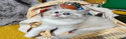 Ragdoll cats for sale: WORLD BEATIFUL RAGDOLL KITTEN / FIFE - Advert 29