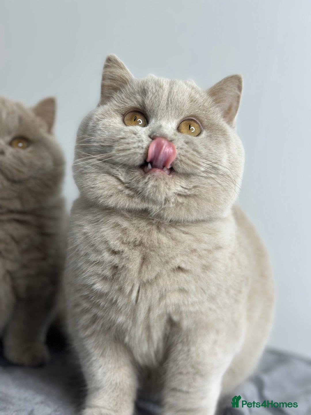 British Shorthair cats for sale: British shorthair Fawn - ONLY 2 kittens left  - Advert 5