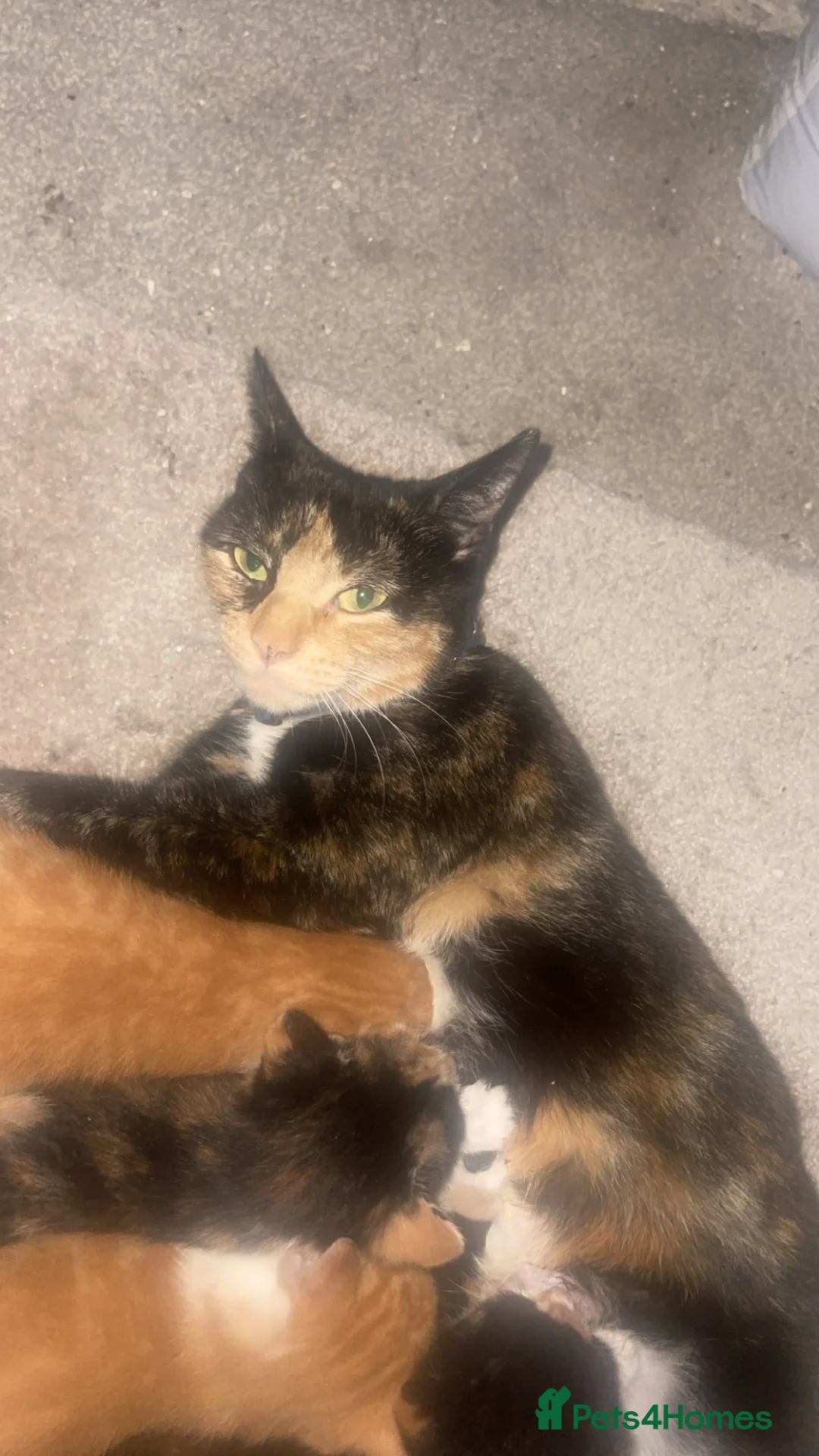 Mixed Breed cats for sale: 1 beautiful white ginger male kitten available £60 - Advert 6