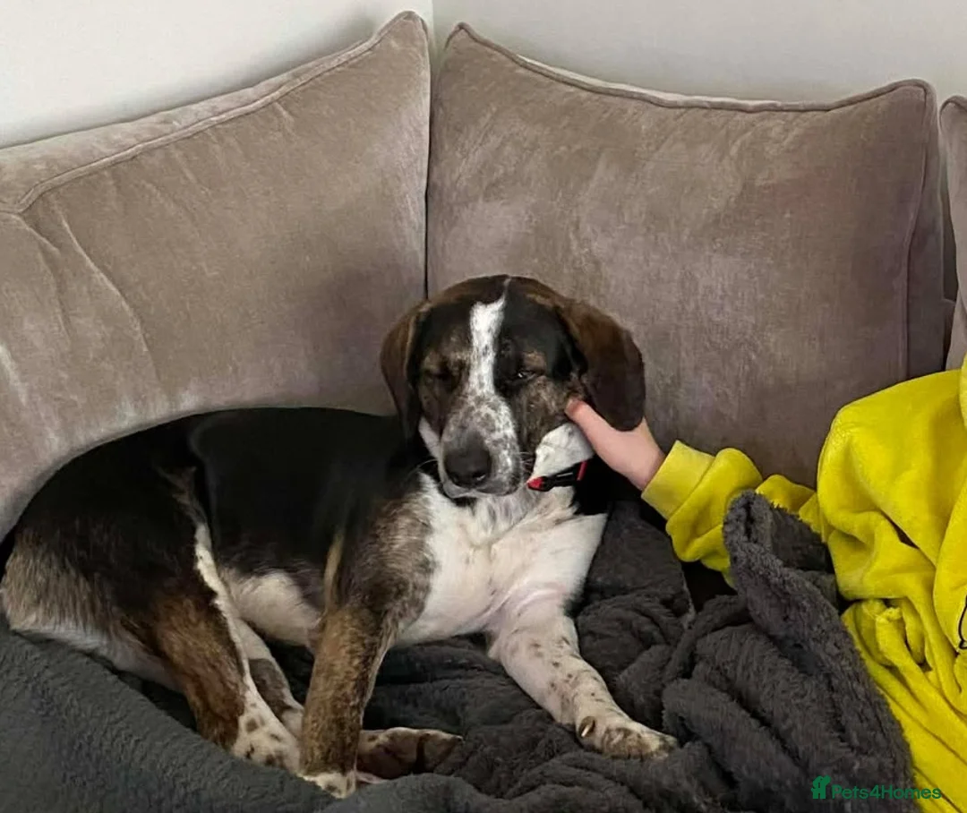 Mixed Breed dogs for adoption: WILSON - 2 Years old, Male, Hound Mix - Advert 8