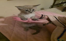 Norwegian Forest Cat cats for sale: Norwegian forest mixed tabby - Image 23