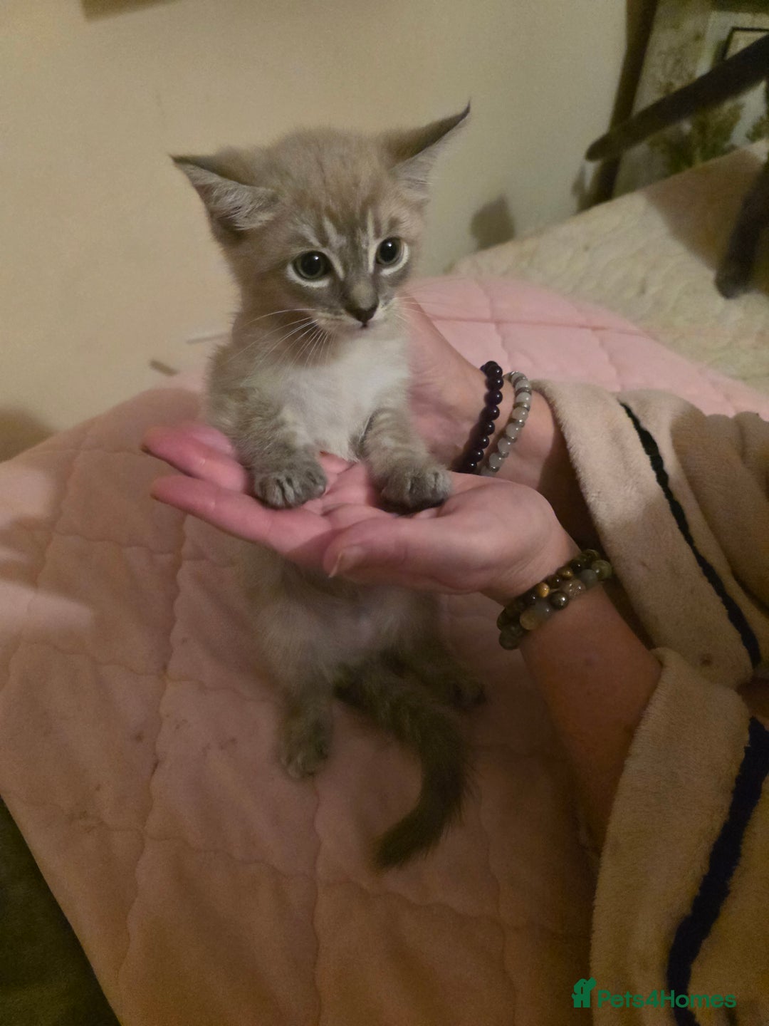 Norwegian Forest Cat cats for sale: Norwegian forest mixed tabby - Image 23