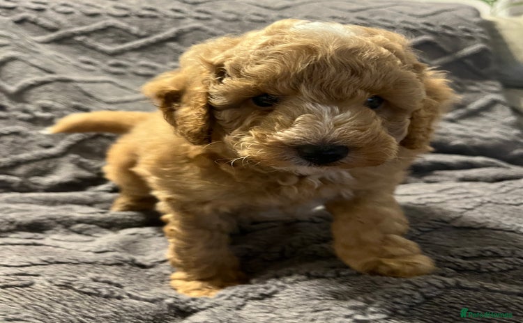 Miniature Poodle dogs - Advert 2