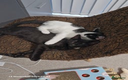 Mixed Breed cats for sale: 3 male kittens ready for rehoming - 9 weeks old  - Advert 2