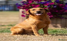 Labrador Retriever dogs for stud: KC Reg Handsome Fox Red for Stud - 0/0 Hips - Image 3