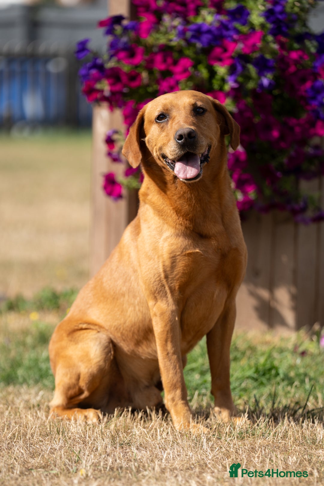 Labrador Retriever dogs for stud: KC Reg Handsome Fox Red for Stud - 0/0 Hips - Image 3