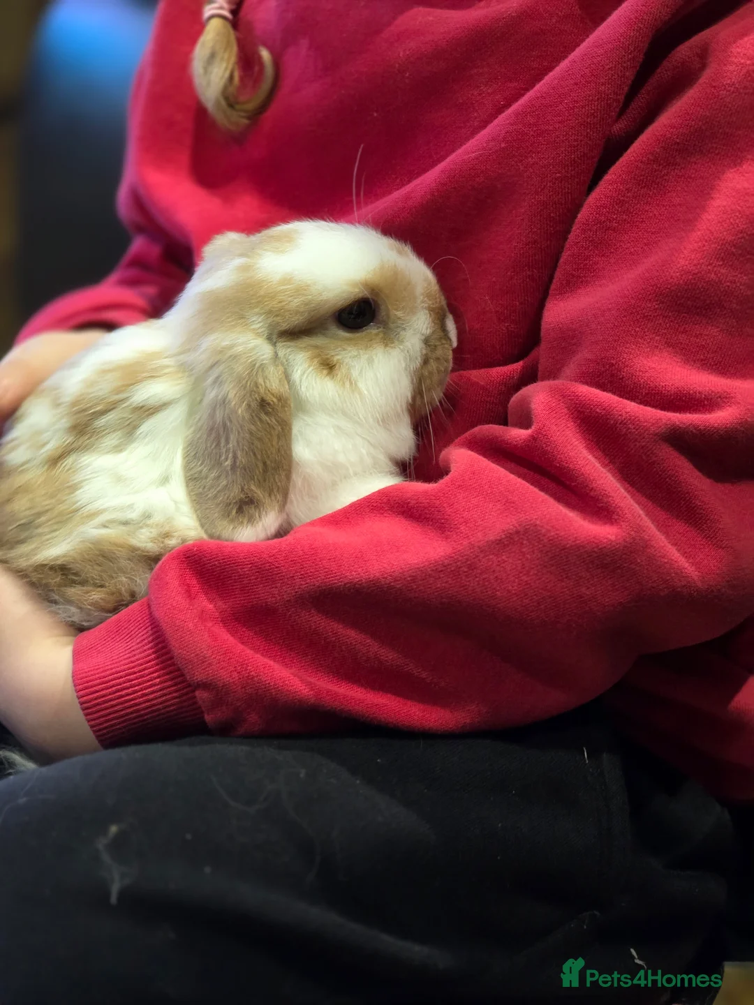 Mini Lop rabbits for sale: Mini Lop Baby Rabbits - Advert 2