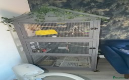 Budgerigars birds for sale: 2 budgies  - Image 5