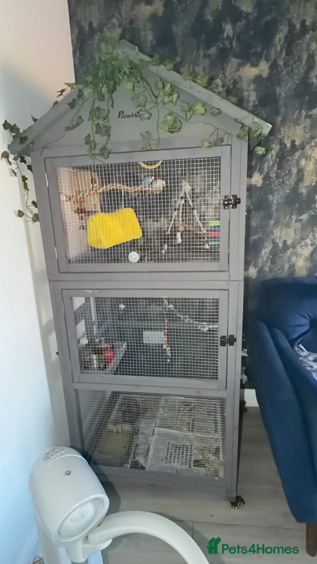 Budgerigars birds for sale: 2 budgies  - Image 5