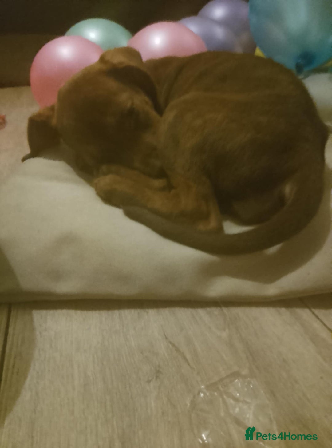 Mixed Breed dogs for sale: ESS X DACHSHUND LAST ONE NOW AVAILABLE  in Mexborough - Image 13