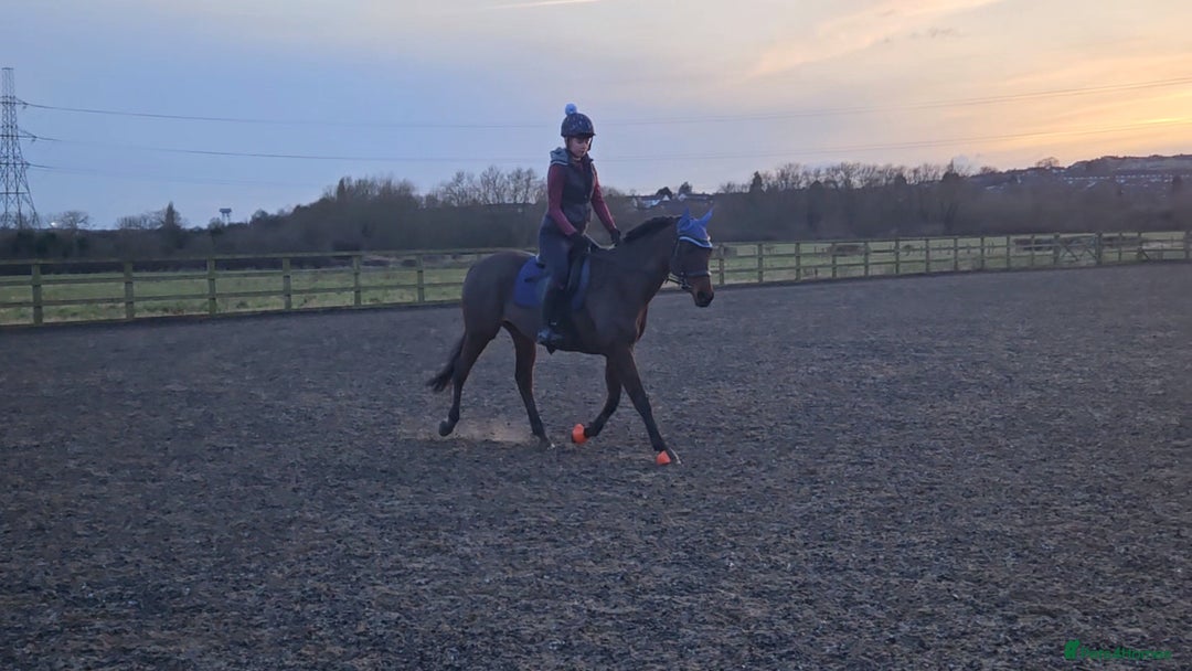 English Thoroughbred horses for sale: 15.2 thoroughbred mare - Image 4