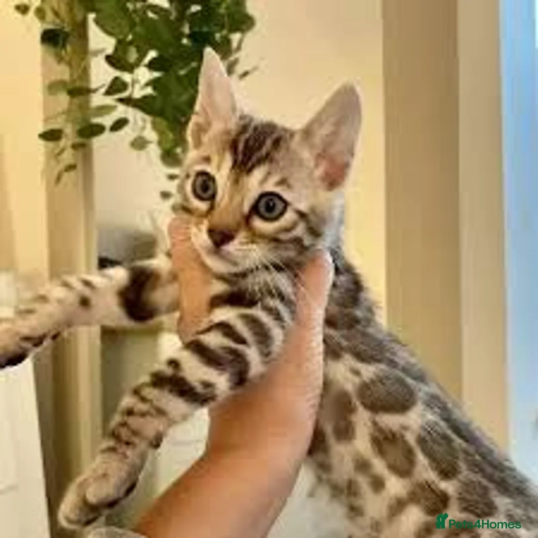 Bengal cats for sale:  Cute Bengal kittens in Glasgow - Advert 5