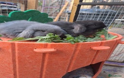 Mini Lop rabbits for sale: Mini cashmere males ready now  - Image 1
