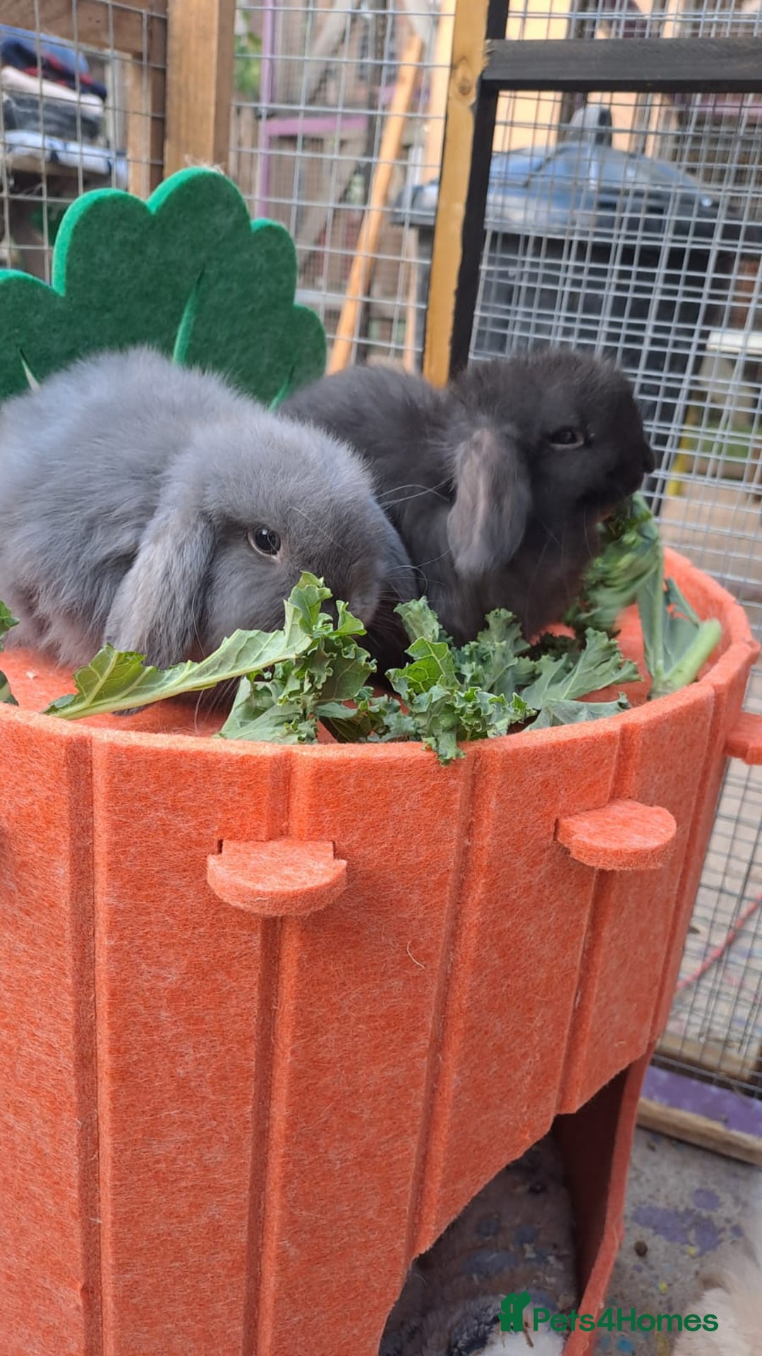 Mini Lop rabbits for sale: Mini cashmere males ready now  - Image 1
