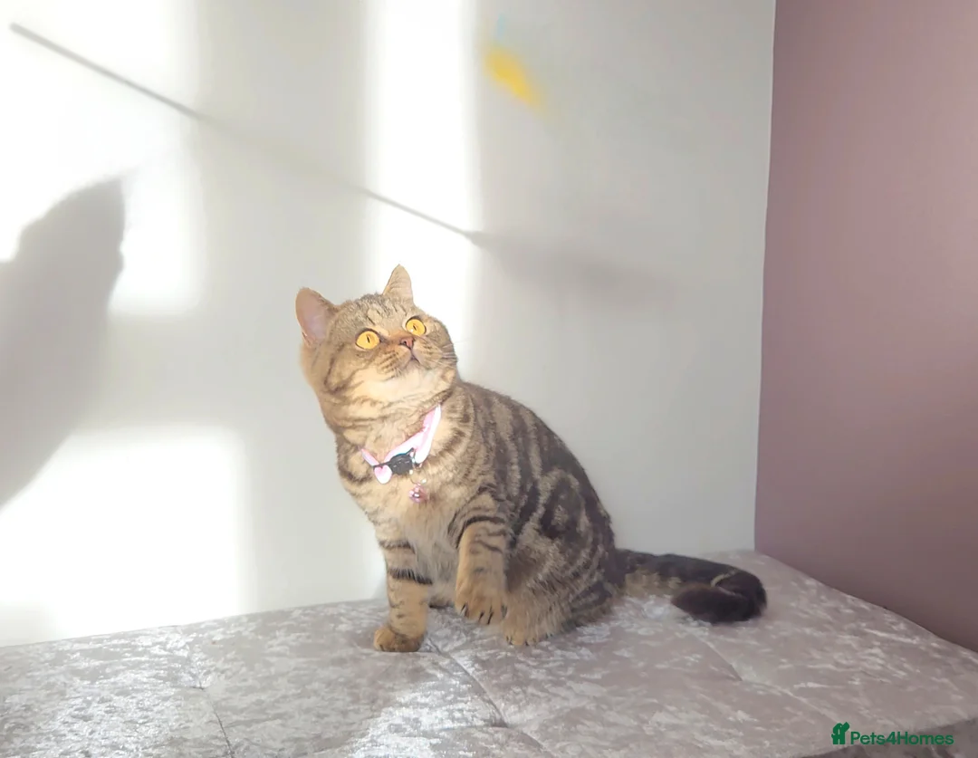 British Shorthair cats for sale: 🏆 Pedigree Silver British Shorthair Kittens 🏆 - Advert 18