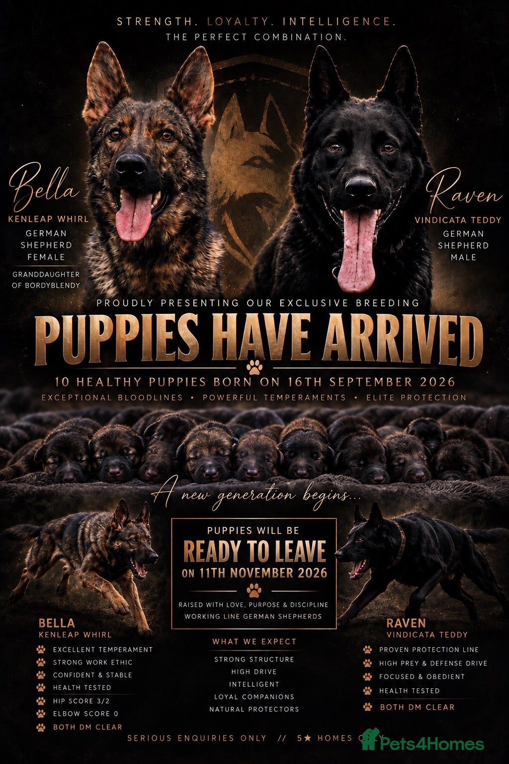 German Shepherd dogs for sale: Elite working line puppies. Repeat breeding! - Advert 1