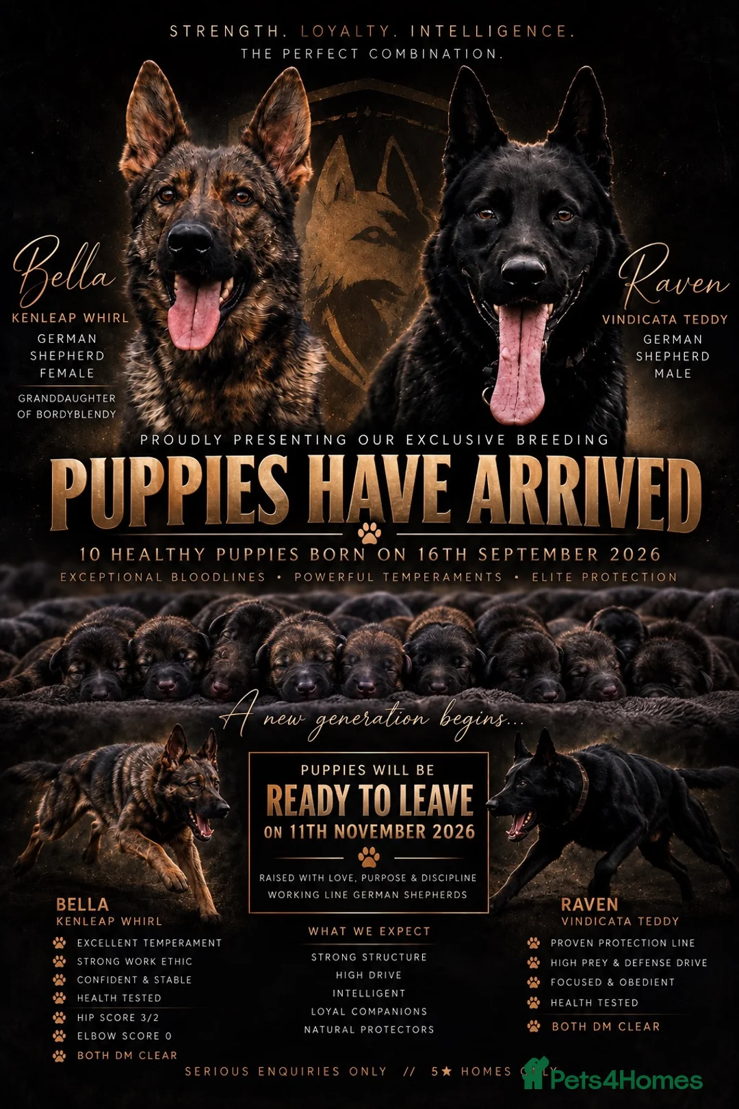 German Shepherd dogs for sale: Elite working line puppies. Repeat breeding! - Advert 1