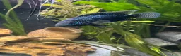 Cichlids fish for sale: Jack Dempsey cichlid  - Advert 3