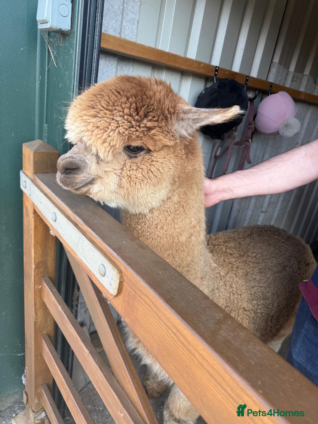 Alpaca livestock for sale: 2 non cut male alpacas  - Advert 2