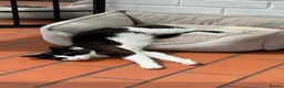 Turkish Angora cats for stud: Friendly male cat looking for his forever home - Advert 4