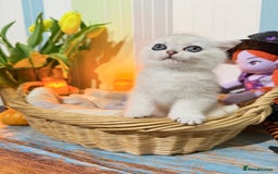 British Shorthair cats for sale: British Shorthair 🤍BOY🤍 - Image 5