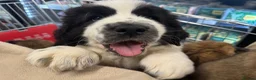 Mixed Breed dogs for sale: READY TO GO - Tibetan Saint Puppies 2nd Gen - Advert 4