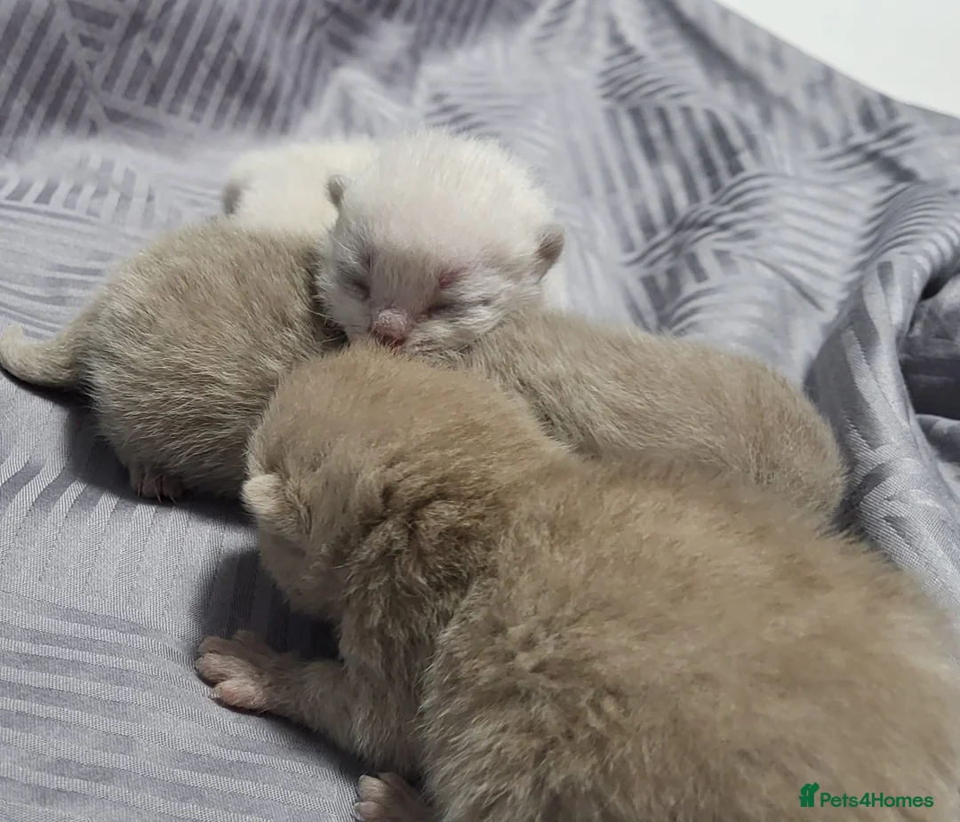 British Shorthair cats for sale: ☆☆ Exceptional full pedigree british shorthairs ☆☆ - Advert 4