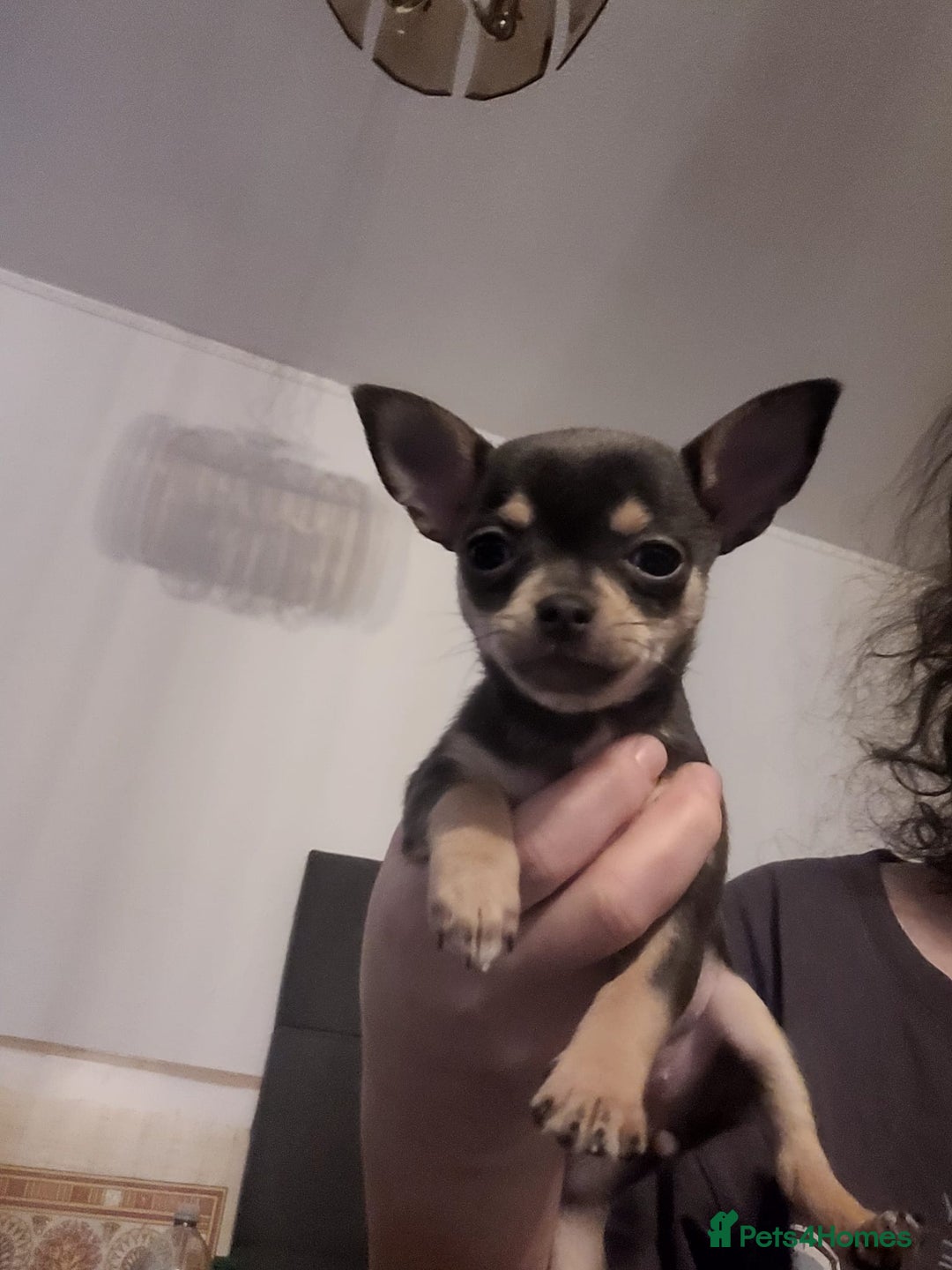 Chihuahua dogs for sale: Mini chihuahua  - Advert 15